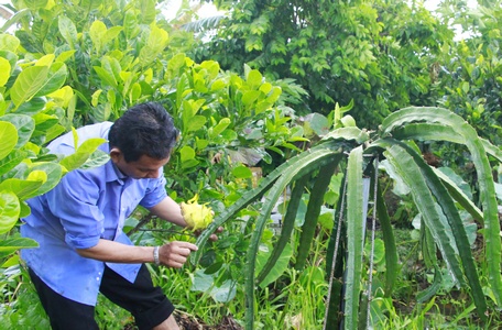 Nhà vườn cần áp dụng đồng bộ các tiến bộ kỹ thuật để gia tăng năng suất, chất lượng trái cây.