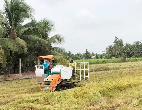 Rơm có giá, nông dân thêm thu nhập.