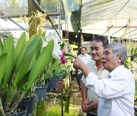 Mô hình trồng hoa lan cắt cành ở đô thị mang lại hiệu quả kinh tế khá cao.