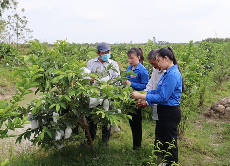 Đoàn viên, thanh niên nông thôn phấn đấu vươn lên trong khởi nghiệp, lập nghiệp với nhiều mô hình hiệu quả.