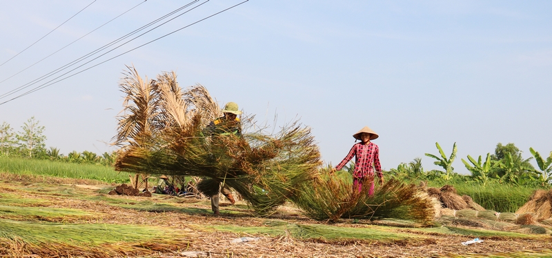 Hiện đang vào mùa thuận nên lác đạt năng suất tốt, giá tăng cao từ 8.000-26.000 đ/kg (tùy loại), nên chuyện “bỏ túi” chục triệu đồng mỗi công là bình thường.