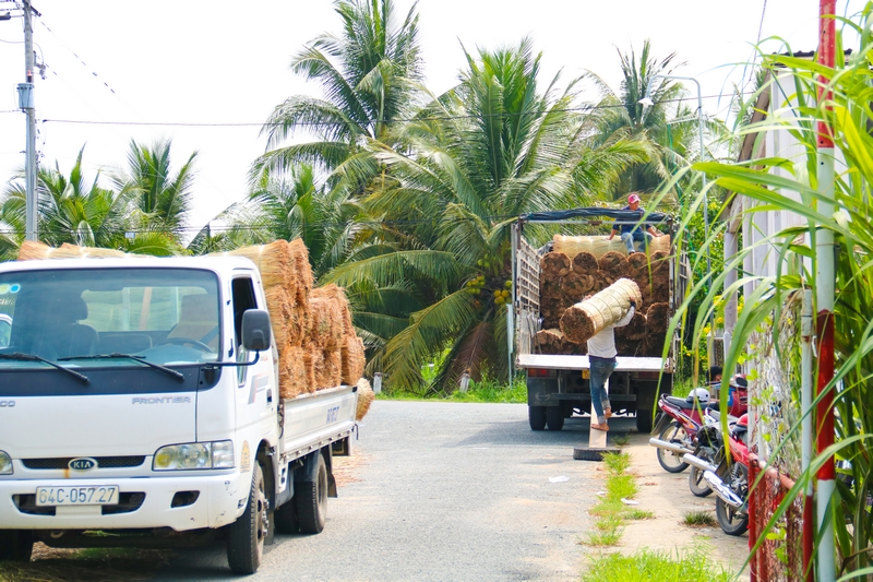 Cây lác sau thu hoạch sẽ bán cho lái hoặc cung cấp cho bà con làm nghề se lõi lác tại địa phương.