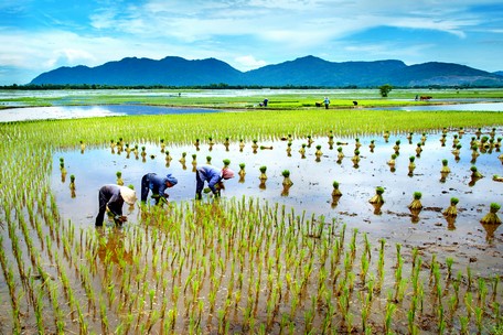 Chiều sâu của văn hóa ruộng đồng, văn hóa sông nước vốn thuộc về nền văn hóa lúa nước. Ảnh: NGUYỄN HOÀNG KHA 