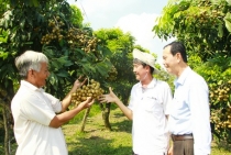 Tiềm năng phát triển giống nhãn mới