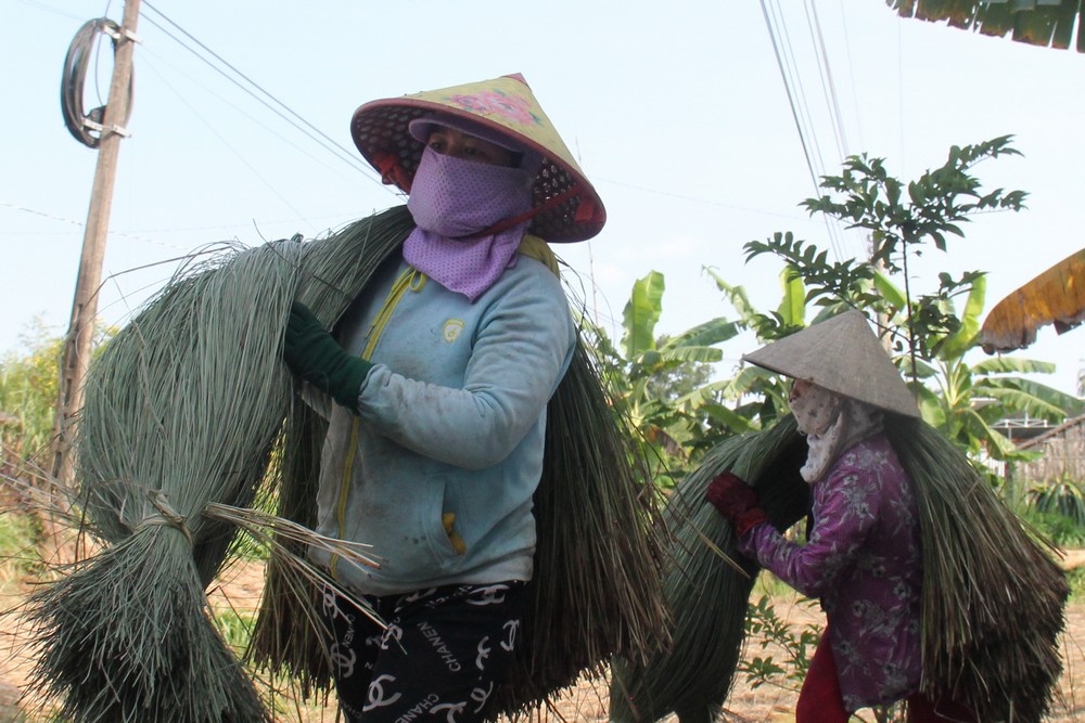  Với giá lác loại 1 là 20.000-22.000 đ/kg (dài từ 1,8-2m), người dân thu lợi nhuận được vài chục triệu đồng.