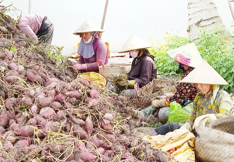 Đây là cơ hội để tổ chức phát triển ngành hàng khoai lang của Việt Nam theo hướng hiện đại, chất lượng, an toàn, bền vững.