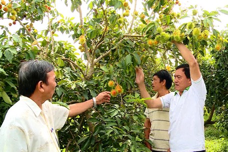 Xã Hòa Ninh hiện có 469,5ha trồng chôm chôm, chiếm 57,25% diện tích vườn cây ăn trái. Nhờ trúng mùa, được giá nên người dân rất phấn khởi.