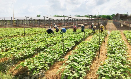 Chuỗi liên kết trong cung ứng, sản xuất và tiêu thụ nông sản là giải pháp quan trọng đối với phát triển kinh tế tập thể.