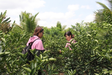 Chanh không hạt cho thu nhập khá cao.