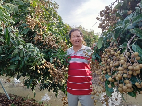 Ông Trương Hoàng Phương chăm chút vườn nhãn với định hướng trở thành khu du lịch sinh thái.