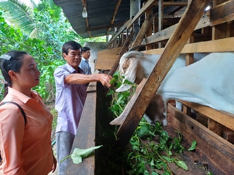 Nhờ được hỗ trợ 2 con dê giống sinh sản và hướng dẫn kỹ thuật chăn nuôi, ông Hưởng đã phát triển chăn nuôi hiệu quả.