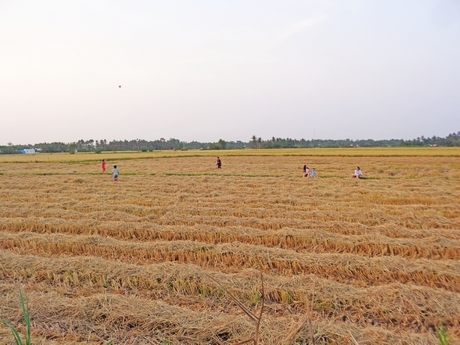 Ai chẳng có tình yêu với thiên nhiên, ai cũng muốn sống cuộc sống bình yên cả. Nhất là những người đã trót gửi mối tình đầu nơi gốc rạ, cọng rơm.