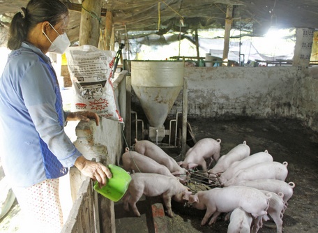 Chăn nuôi heo còn đứng trước nhiều khó khăn.