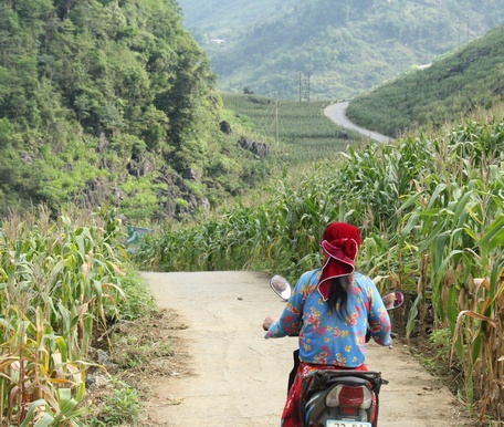   Những đồi ngô phủ xanh trên bao la núi đá.