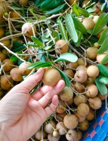 Nguồn cung tăng, giá nhãn giảm