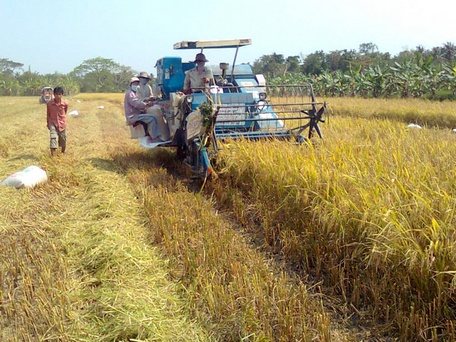 Hạn bà chằn làm đồng ruộng khô ráo, giúp nông dân thu hoạch, vận chuyển lúa, rơm rạ thuận tiện từ đồng về nhà.