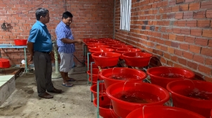 Nông dân giỏi "bắt lươn đẻ trứng để nở ra tiền"