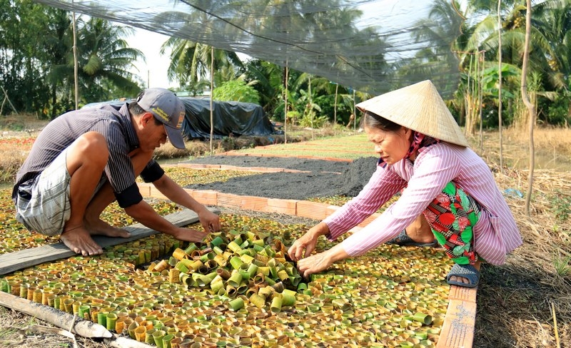 “Ăn theo” xóm bầu cải, nhiều hộ “sống được” nhờ nghề khoanh bầu bằng lá chuối. Trung bình một người khoanh được khoảng 3-4 thiên bầu, kiếm được 100.000- 120.000đ/ngày.